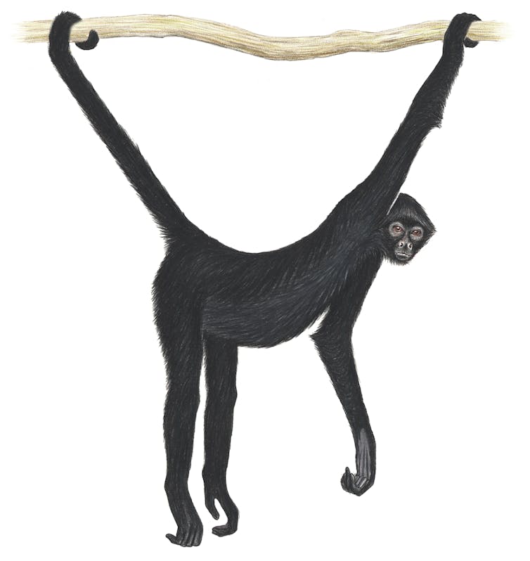 Illustration shows a black marmoset with long legs, arms and tail, holding onto a branch by its tail and one hand